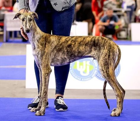 Spanish Greyhound, Kiev Ukraine, 5 Months, Kiev, Greyhound, Ukraine, Dogs, Animals