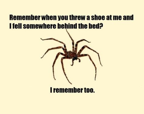 Funny Spider Memes, Spider Quotes, Funny Spider, Spiders Funny, Itsy Bitsy Spider, Craft Quotes, Can You Help, Internet Funny, Funny Pics