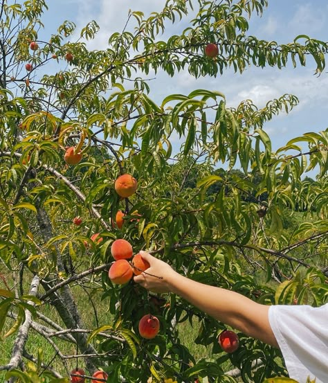 Peach pickin’ 🍑 a super fun summer activity!! • • • #freshfruit #fruitpicking #peachpicking #summerfruits #summeractivity #pinterestsummer #pinterestgirls #pinterestgirlaesthetic #discoverunder Picking Peaches, Peach Picking, Picking Fruit, Lifestyle Vision Board, Green Aura, Solo Date, Board Pictures, Summer Vision Board, Fruit Picking