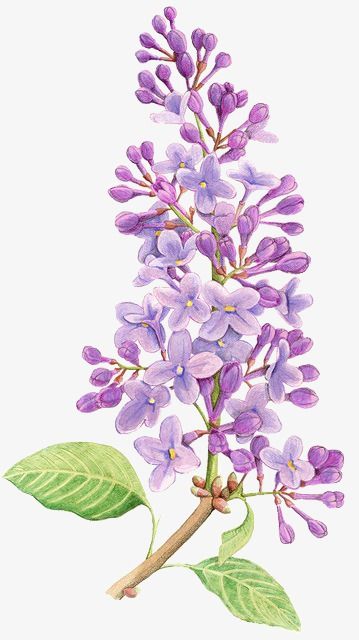 Lilac Tattoo, Lilac Flowers, Digital Flowers, Arte Floral, Botanical Flowers, A Drawing, Botanical Illustration, Flower Tattoos, Botanical Art