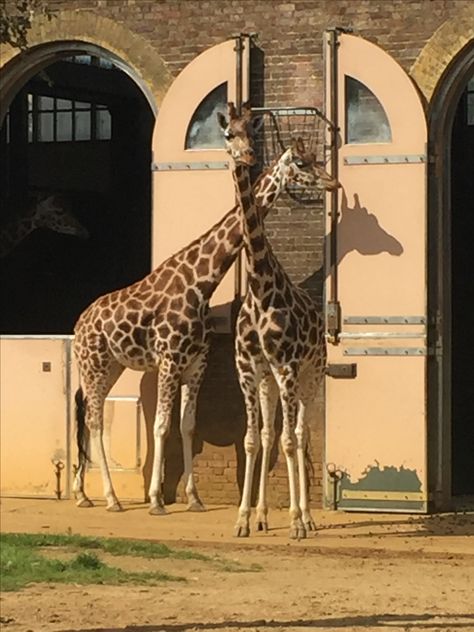 Besties at London Zoo Zoo Aesthetic, London Zoo, The Zoo, Great Britain, Happy Places, London, Animals, Travel