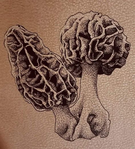 Morel Mushroom Tattoo, Morels Mushrooms, Morel Mushrooms Art, Shroom Art, Art Mushrooms, Chat Diy, Fungi Art, Mushroom Images, Favorite Tattoos