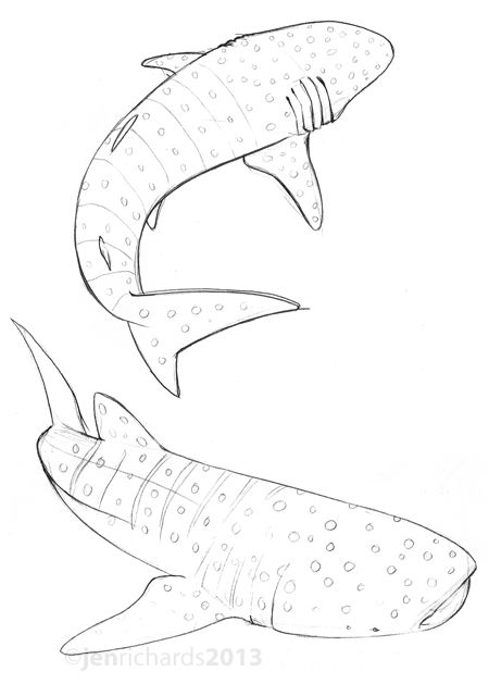 Sketches Whale Shark Tattoo, Shark Drawing, Drawn Fish, Shark Tattoo, Ocean Tattoos, Shark Art, Posca Art, Shark Tattoos, Desenho Tattoo