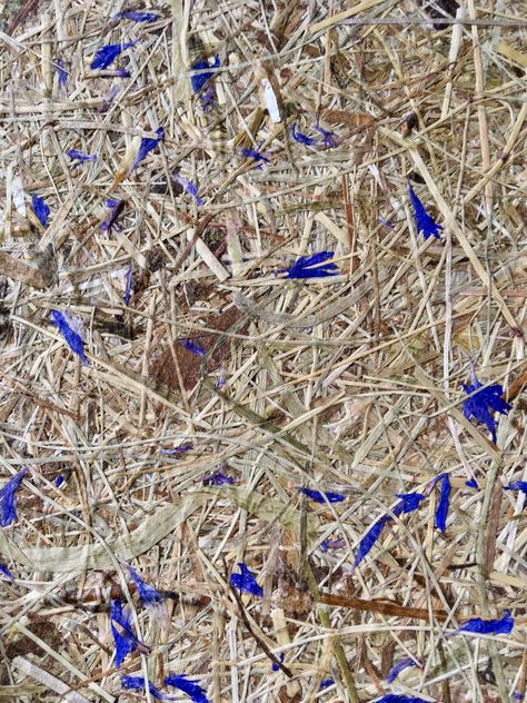 Organoid material samples, alpine hay with lavender and cornflower blossoms Nest Furniture, Material Samples, Textiles Sketchbook, Material Palette, Metal Texture, Furniture Details, Painted Floors, Acoustic Panels, Interior Projects