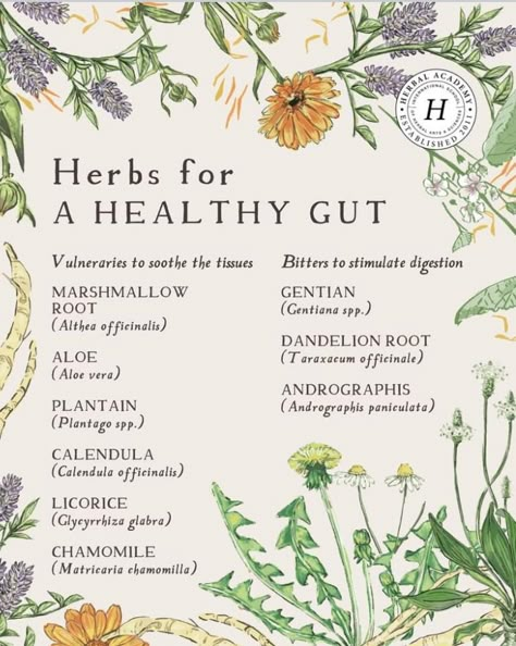 Herbal Medicine Quotes, Herbal Cabinet, Liver Repair, Herbal Knowledge, Apothecary Garden, Hormone Nutrition, Herbal Education, Mushroom Benefits, Apothecary Style