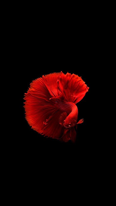 Betta Fish Aesthetic, Fish Aesthetic, Cool Fish Tanks, Pretty Fish, Cool Fish, Red Fish, Betta Fish, Fish Tank, Profile Picture