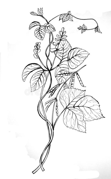 Soy bean drawing. Soy, bean, drawing, black and white , #SPONSORED, #bean, #Soy, #drawing, #white, #black #ad Soybean Plant Tattoo, Soybean Tattoo, Hyacinth Drawing, Three Sister Tattoos, Bean Drawing, Soybeans Plant, Small Back Tattoos, Vine Drawing, Fruit Art Drawings