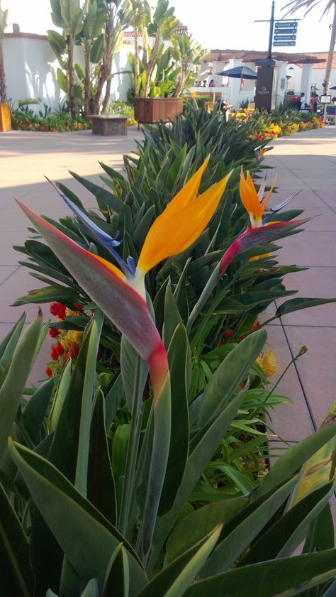 Bird of paradise flowers Tropical Garden Plants, Birds Of Paradise Plant, Bird Of Paradise Plant, Paradise Flowers, Paradise Plant, Tropical Garden Design, Birds Of Paradise Flower, Tropical Backyard, Backyard Garden Design