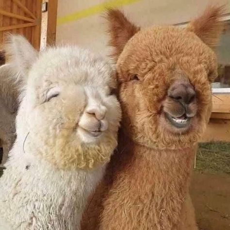 Llama, Alpaca, Instagram