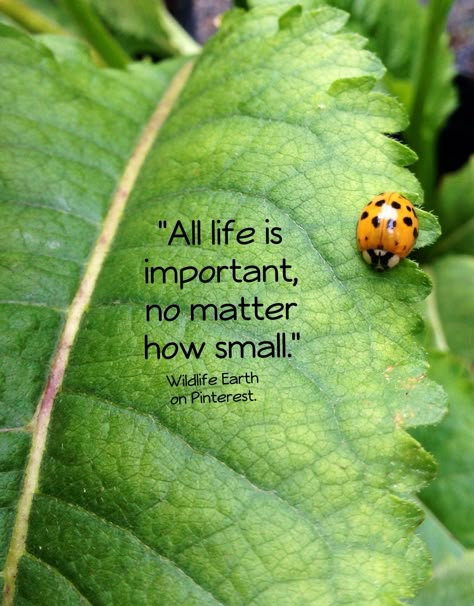 "All life is important, no matter how small." - Wildlife Earth on Pinterest. Vegan Quotes, A Ladybug, Save Earth, Nature Quotes, No Matter How, A Quote, Mother Earth, About Life, Inspirational Words