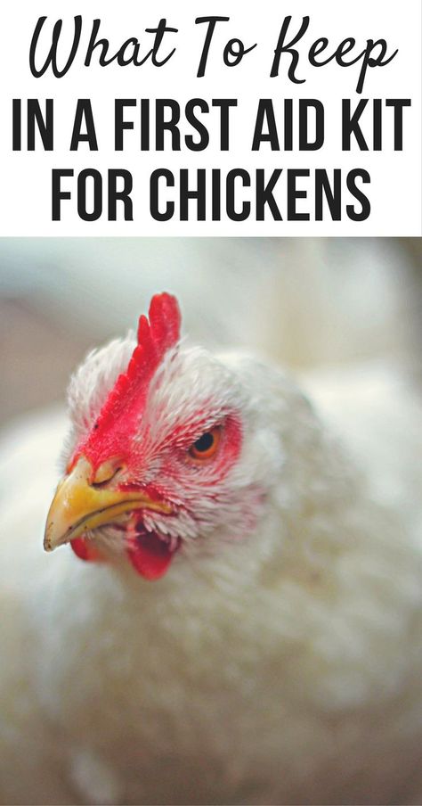 Urban Chicken Farming, Diy First Aid Kit, Chicken Care, Urban Chickens, Backyard Chicken Farming, Chicken Health, Raising Backyard Chickens, Backyard Flocks, Chicken Garden