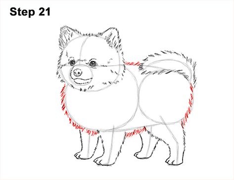 Draw a Pomeranian Dog 21 How To Draw Pomeranian, Draw Pomeranian, Pomeranian Sketch, Pomeranian Drawing, Pomeranian Illustration, Pomeranian Cartoon, Dog Illustration Art, White Pomeranian, Drawing Instructions