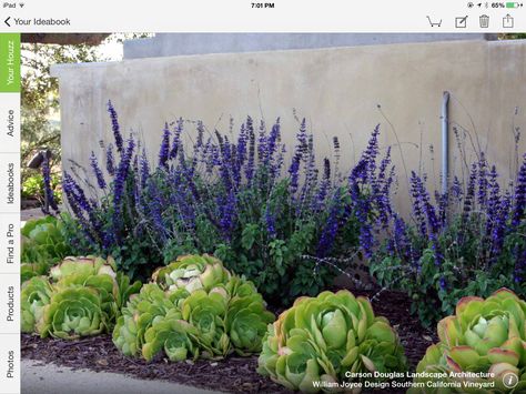 Succulents and purple tall flowers ~ Arizona Backyard Landscaping, Inexpensive Landscaping, Drought Resistant Landscaping, Purple Flowering Plants, Arizona Backyard, Water Wise Landscaping, Cheap Landscaping Ideas, Succulent Landscape Design, Drought Tolerant Garden