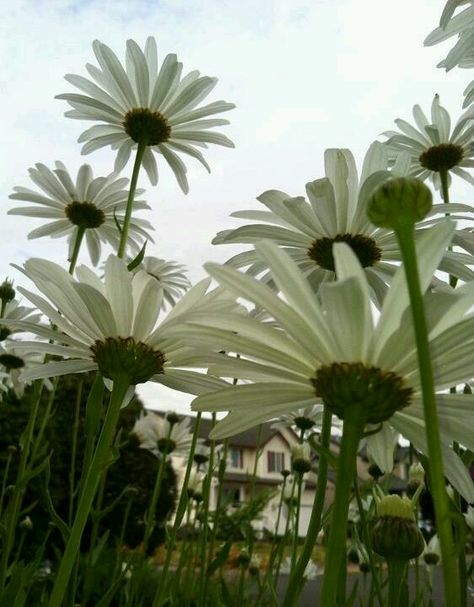 Giant Daisies Giant Daisy, Happy Flowers, Ap Art, Art Photos, Flowers Nature, Caravan, Flower Power, Photo Art, Daisy