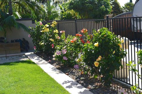 Gardenia Bush, Hibiscus Shrub, Tall Potted Plants, Hibiscus Bush, Hibiscus Garden, Hibiscus Tree, Privacy Plants, Front Gardens, Best Perennials