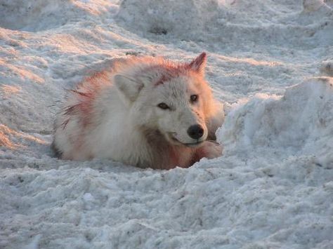 Wolf resting after catching/eating caribou, photo by Noel Evalik Wolf Eating Prey, Wolf Eating, Camping Pictures, Arctic Wolf, Wild Food, Inspo Board, White Wolf, Character Inspo, Hunting Fishing