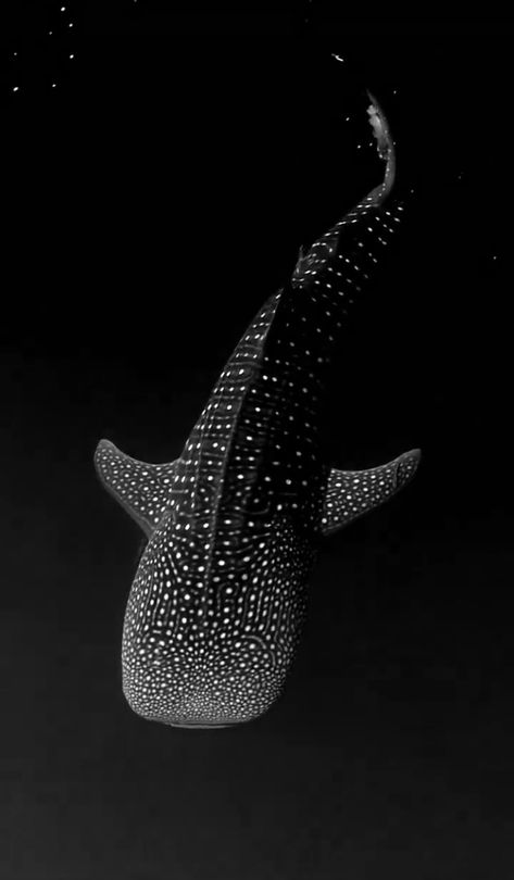 Whale Shark Photography, Shark Photography, Shark Conservation, Shark Tale, Shark Bait, Stippling Art, Shark Art, Shark Lover, Shark Bites