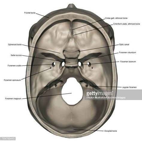 Sella Turcica Stock Illustrations And Cartoons | Getty Images Sella Turcica, Sphenoid Bone, High Res, Anatomy, Stock Illustration, Bones, Getty Images, Vector Free, Illustrations