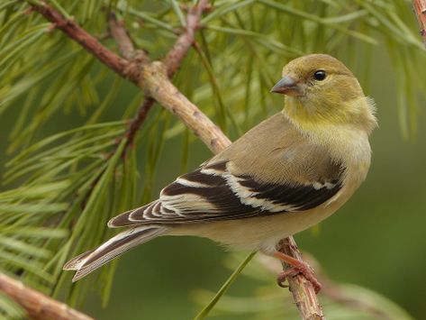 Wild Birds Unlimited, Gold Finch, American Goldfinch, Finches Bird, Siskin, Bird Identification, What Is A Bird, Rare Birds, Frog And Toad