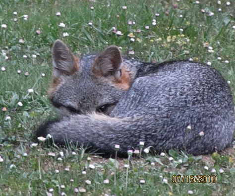 Gray Fox Aesthetic, Grey Fox Aesthetic, Fox Aesthetic, Trail Cam, Trail Cameras, Grey Fox, Character Base, Silly Animals, Fictional Crushes