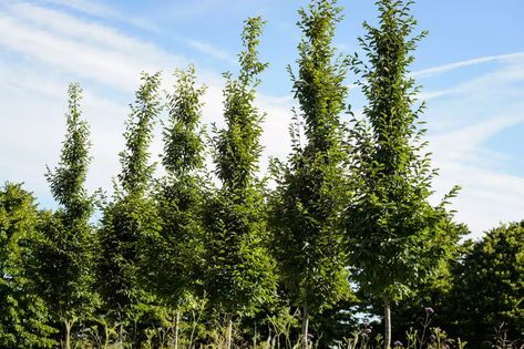 Fastigiate Hornbeam, Best Trees For Privacy, Hornbeam Tree, Trees For Privacy, Golden Rain Tree, Spring Flowering Trees, Carpinus Betulus, Hornbeam Hedge, Gardeners World