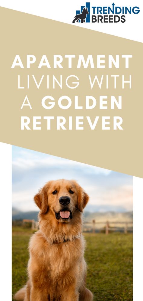 Golden Retriever Tips, Golden Retriever Essentials, Red Retriever Puppy, Dog Set Up In Apartment, Golden Retriever Apartment, Golden Retriever Grooming Styles, Golden Retriever Need To Know, How To Take Care Of Golden Retriever, Golden Retriever Different Colors