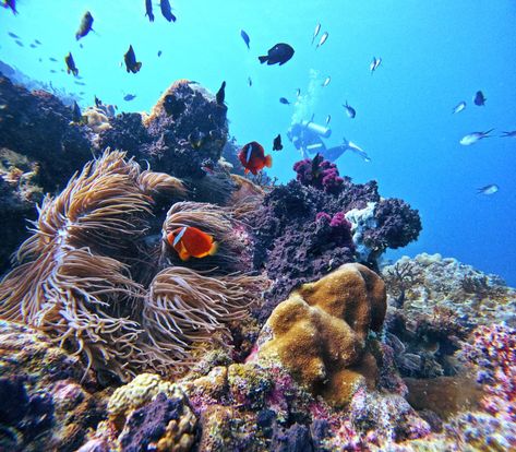 Find the best scuba diving sites in Fiji with this list of the best places to scuba dive in Fiji, for both beginners and advanced divers. Fiji Diving, Fiji Travel, Best Scuba Diving, Luxury Honeymoon, Scuba Dive, Honolulu, Scuba Diving, Dive In, Family Travel