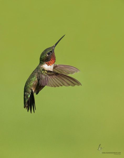 Birds Photos, Florida Wildlife, Hummingbird Photos, Hummingbirds Photography, Ruby Throated Hummingbird, Inspiration Images, Hummingbird Art, Forearm Tattoo Women, Hummingbird Tattoo