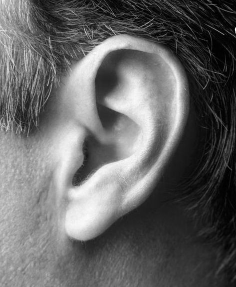 Ear References Photo, Human Ear Reference, Ear Close Up, Ear Study Reference, Ear References Photography, Ears Reference Photography, Ear References Drawing, Ear Art Reference, Ear Reference Photo