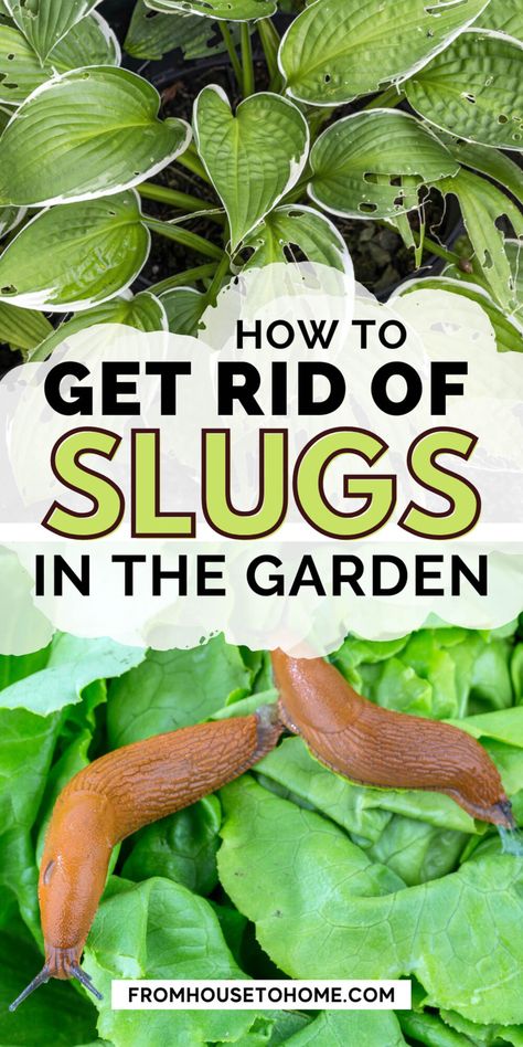 Find out how to get rid of slugs in the garden with these 15 natural ways to stop slugs and snails from eating your plants. #fromhousetohome #gardeningtips Slug Deterrent Plants, Slugs In Garden How To Get Rid Of, Garden Slugs, Beautiful Flower Beds, Hawaii Garden, Getting Rid Of Slugs, Hawaiian House, Slugs In Garden, Herbs Growing