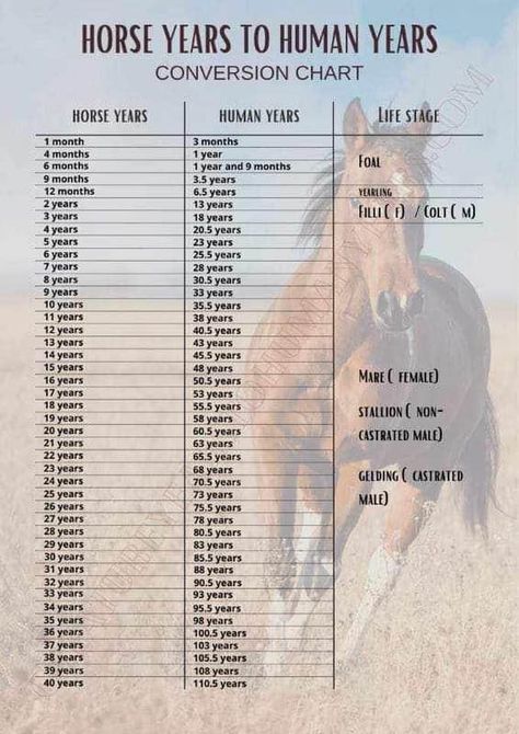 Horse Training Ground Work, Equestrian Memes, Equine Quotes, Horse Age, Horse Lessons, Horse Information, Healthy Horses, Riding Tips, Horse Exercises