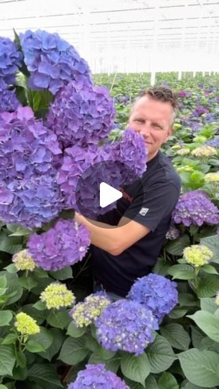 Peter van Delft on Instagram: "It’s ‘Rodeo Purple’ time at @picobellohortensia !
Take a look at those purple tones! 
Amazing quality and length! 😍

For more floral info on www.thursd.com
Now world’s biggest flowers and plants platform!
#hydrangea #hydrangeas #fyp #summer #summer2024 #summertime #summervibes @thursdofficial" Deep Purple Hydrangea, Purple Time, Purple Hydrangea, Hydrangea Purple, Purple Tones, Alphabet Design, Big Flowers, Delft, Rodeo