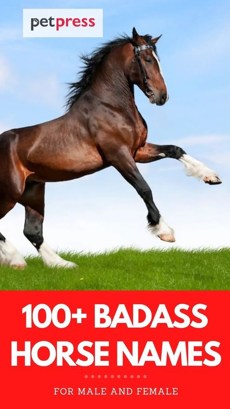 Are you looking for badass horse names? Check out this list of over 100 badass horse names for both male and female horses. Female Horse Names, Best Horse Names, Lucky Number Slevin, Badass Female, Male Horse, Mister Ed, Female Horse, Horse Names, All About Horses