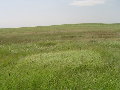 Long Grass Landscape, Tall Grass Aesthetic, Grass Perspective, Tall Grass Landscaping, Grass Scenery, Grass Plains, Tall Grass Prairie, Tall Grass Field, Grass Aesthetic