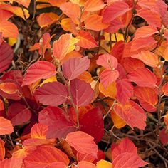 10 Unique Shrubs for Fall Color (Zone: 3 - 7) Plant Catalogs, Garden Shrubs, Wildlife Gardening, Woodland Garden, Autumn Landscape, Fall Color, Autumn Garden, Trees And Shrubs, Shade Garden