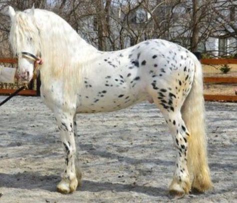 MYSTIC WARRIOR --another photo of this beautiful Friesian/Appaloosa cross Stallion. Mystic Warrior, Friesian Stallion, Beauty And Grace, Horse Colors, Most Beautiful Horses, Appaloosa Horses, Friesian Horse, Horse Pattern, All The Pretty Horses