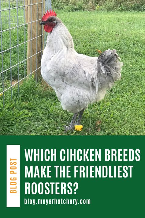 Which breeds make the friendliest rooster? Read about Jessie's experience in raising many different breeds to find out which roosters she likes the best. Best Rooster Breeds Backyard Chickens, Best Rooster Breeds, Types Of Roosters, Buff Orpington Rooster, Ameraucana Rooster, Leghorn Rooster, Rooster Names, Rooster Breeds, Hobby Farming