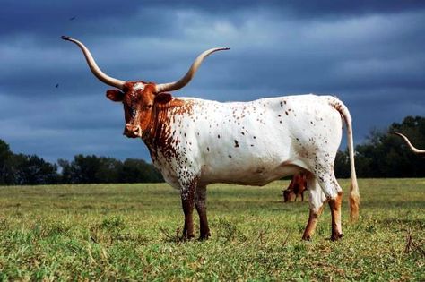 Longhorn Steer Longhorn Aesthetic, Cattle Photography, Nguni Cattle, Long Horns, Longhorn Cattle, Cow Photos, Longhorn Cow, Long Horn, Cow Clipart