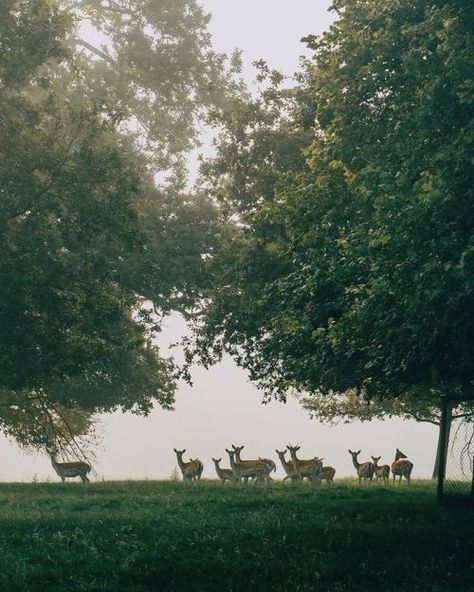 delta-breezes: Daniel Casson | @dpc_photography_ Delta Breezes, Sunday Kind Of Love, Carolina Blue, Terms Of Service, Dolores Park, Deer, Plants, Photography, Travel