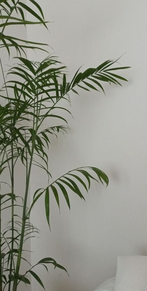 #aesthetic #planting #plants #bamboo #indoor plants Plant And Wood Aesthetic, Lucky Bamboo Aesthetic, Bambu Aesthetic, Green Bamboo Aesthetic, Bamboo Plant Aesthetic, Houseplant Aesthetic Wallpaper, Plant Leaves, Plants