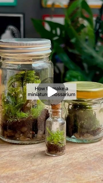 Mud & Bloom on Instagram: "🫙 🌱 Make a miniature mossarium  Building a mossarium, is really fun - it’s like creating your own mini world! It’s also great for exploring different mosses as well as learning about the water cycle. You can use any small, clear jar or bottle to make a mossarium.  We’ve written a blog post about how to make one here: www.mudandbloom.com/blog/miniature-mossarium  By @denisekhope   #mossarium #terrarium #moss #mosses #outdoorlearning #exploringnaturewithchildren #mudnbloom #mudandbloom" Mason Jar Terrarium, Water Terrarium, Build A Terrarium, Terrarium Moss, Bottle Terrarium, Small Terrarium, Terrarium Jar, Bloom Box, The Water Cycle