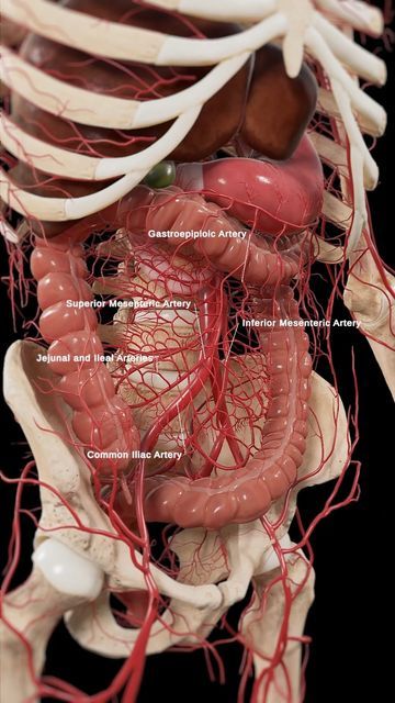 Intestines Anatomy, Inside Human Body, Human Anatomy Model, Human Body Projects, Human Muscle Anatomy, Anatomy Bones, Basic Anatomy And Physiology, Anatomy Models, Human Body Anatomy