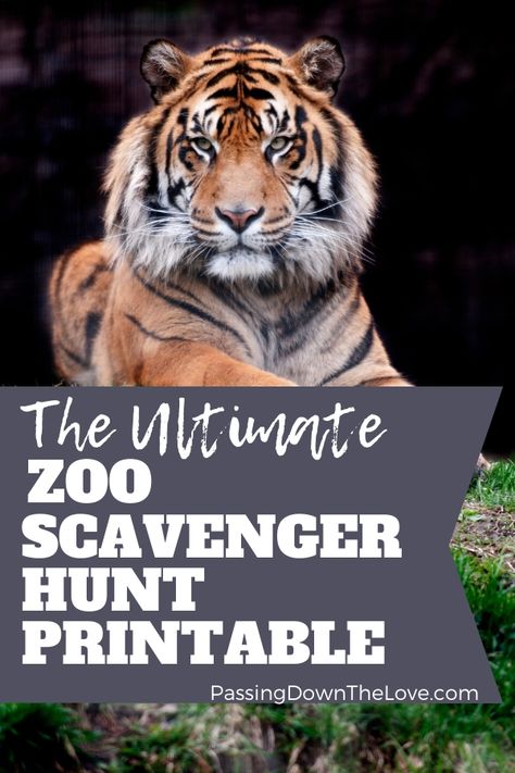 Enjoy this free Printable Zoo Scavenger Hunt with the kids. They'll have a blast and you will, too! Zoo Scavenger Hunt Printable Free, Zoo Scavenger Hunt Printable, Zoo Scavenger Hunt, Nature Scavenger Hunt Printable, Omaha Zoo, Amazon Animals, Make A Photo Book, Zoo Map, Zoo Activities