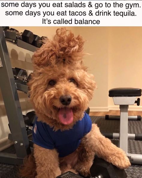 14 Funny Dog Memes That You Must Send to Your Friends Who Own Goldendoodles! | Page 2 of 3 | PetPress Goldendoodle Quotes, Goldendoodle Funny, Funny Goldendoodle, Puppy Meme, Dream Puppy, Allergic To Dogs, Famous Dogs, Eat Salad, Dream Dog