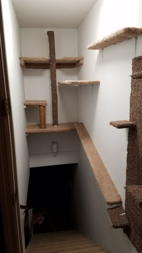 Cat wall, cat tree, stairwell cat jungle Stairwell Cat Wall, Cat Beds On Wall, Cat Basement Ideas, Shelves For Cats Wall, Cat Walkways On Walls, Diy Wall Cat Tree, Cat Tree On Wall, Cat Climbing Wall Ideas, Carpet Wall For Cats