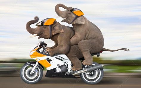 Couple Riding Motorcycle, Elephant Couple, Elephant Riding, Two Elephants, Norman Rockwell Art, Childhood Memories Art, Riding A Motorcycle, Greeting Card Image, Funny Happy Birthday Wishes