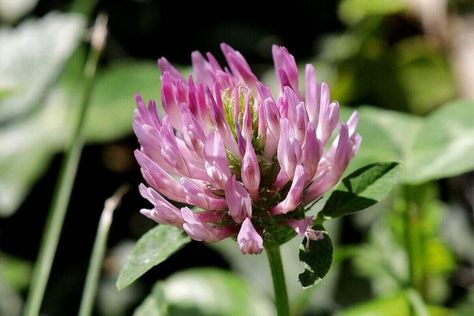 Clover Ground Cover, White Clover Lawn, White Dutch Clover, Clover Blossom, Clover Lawn, Grass Alternative, Clover Seed, Types Of Red, White Clover