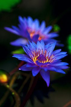 Blue Lotus on Pinterest Lily Blue, Blue Lotus Flower, Lily Lotus, Blue Lily, Water Lilly, Back Ground, Blue Lotus, Aquatic Plants, Water Flowers