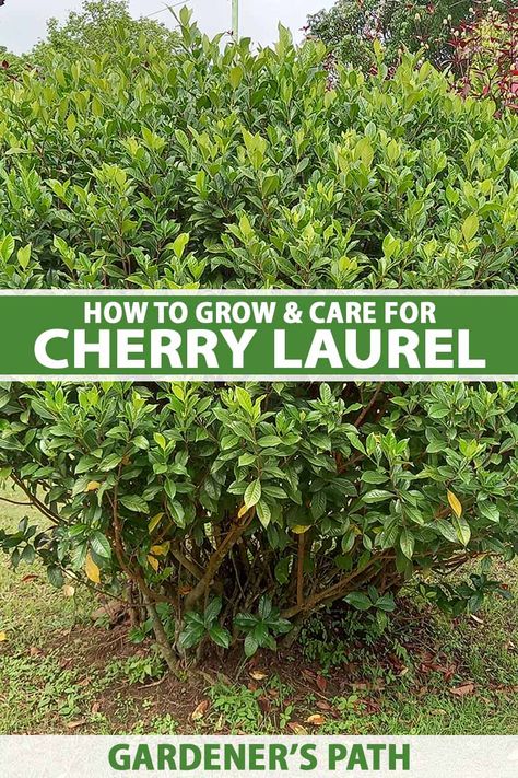 Cherry Laurel Shrub, Skip Cherry Laurel Hedge, Cherry Laurel Landscaping, Skip Laurel Shrub, Schip Laurel Hedge, House Planting Ideas, Cherry Laurel Tree, Carolina Cherry Laurel, Schip Laurel