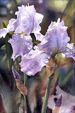 Iris Paintings, Ann Mortimer, Kiwi Artist, Watercolor Iris, Louisiana Iris, Alaska Art, Iris Art, Iris Painting, Watercolour Ideas